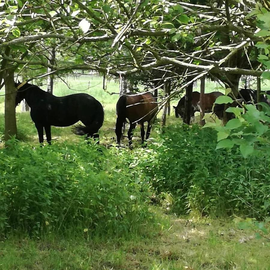 Ferienhaus Bobrowe Zacisze W Gorach Sokolich *